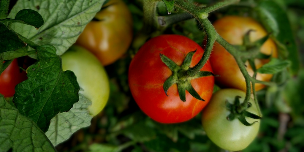Notre potager d’entreprise pour favoriser la biodiversité !